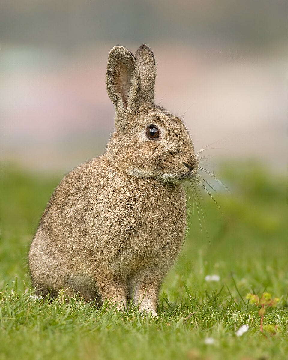 Lapin