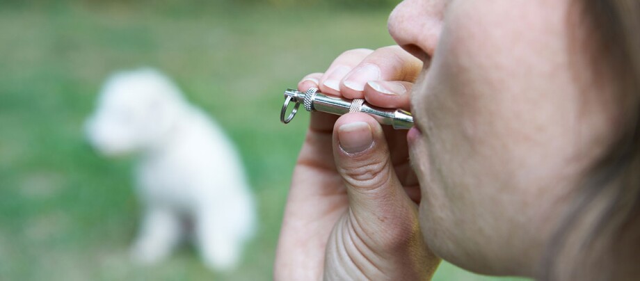 Produits de dressage pour animaux
